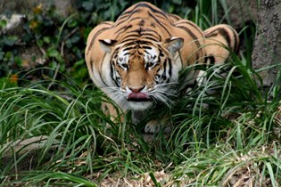 Рис. 2. Тигр на охоте. http://paulgthawkins.wordpress.com 645.jpg